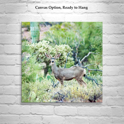 Desert Wildlife Photography with Cactus and Wild Buck Deer
