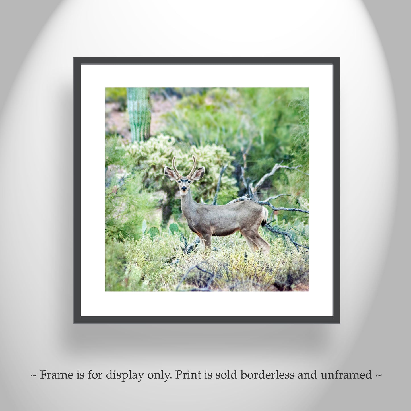 Desert Wildlife Photography with Cactus and Wild Buck Deer