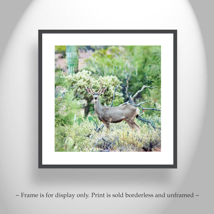 Desert Wildlife Photography with Cactus and Wild Buck Deer
