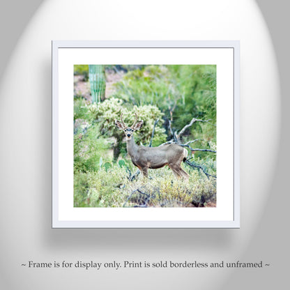 Desert Wildlife Photography with Cactus and Wild Buck Deer