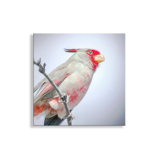 Pastel Bird Art with Desert Cardinal Pyrrhuloxia on Square Print