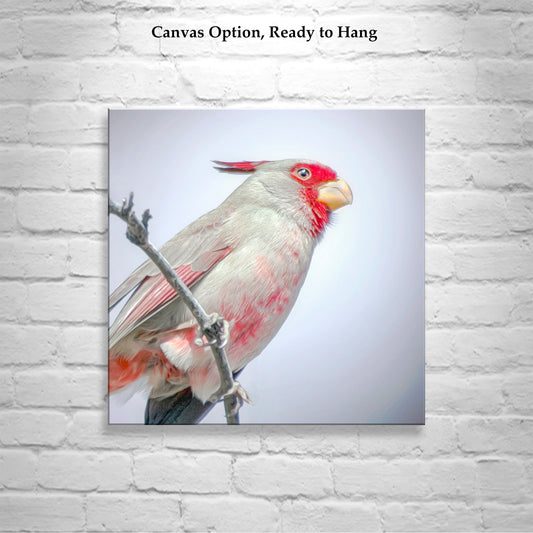Pastel Bird Art with Desert Cardinal Pyrrhuloxia on Square Print