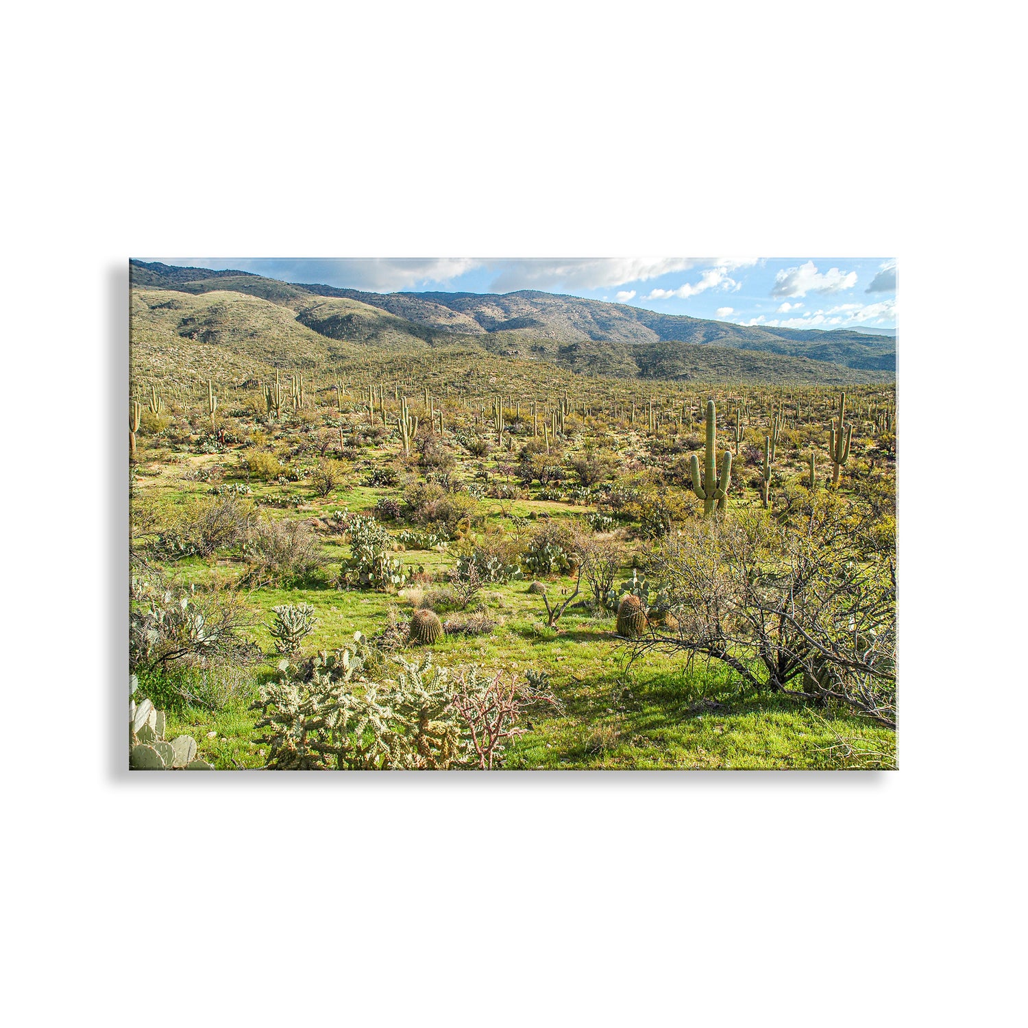 Tucson Arizon Desert Landscape Photograph in Spring