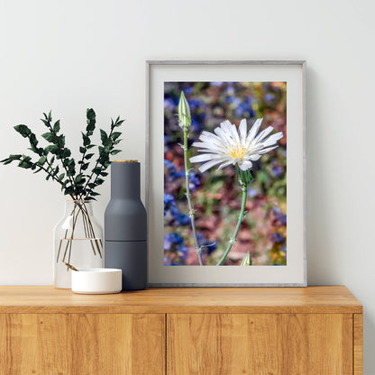 Arizona Canyon Wildflower Art as Floral Botanical Wall Decor