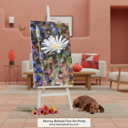 White flower with a blurred natural background. Arizona Canyon Wildflower Art as Floral Botanical Wall Decor by Murray Bolesta