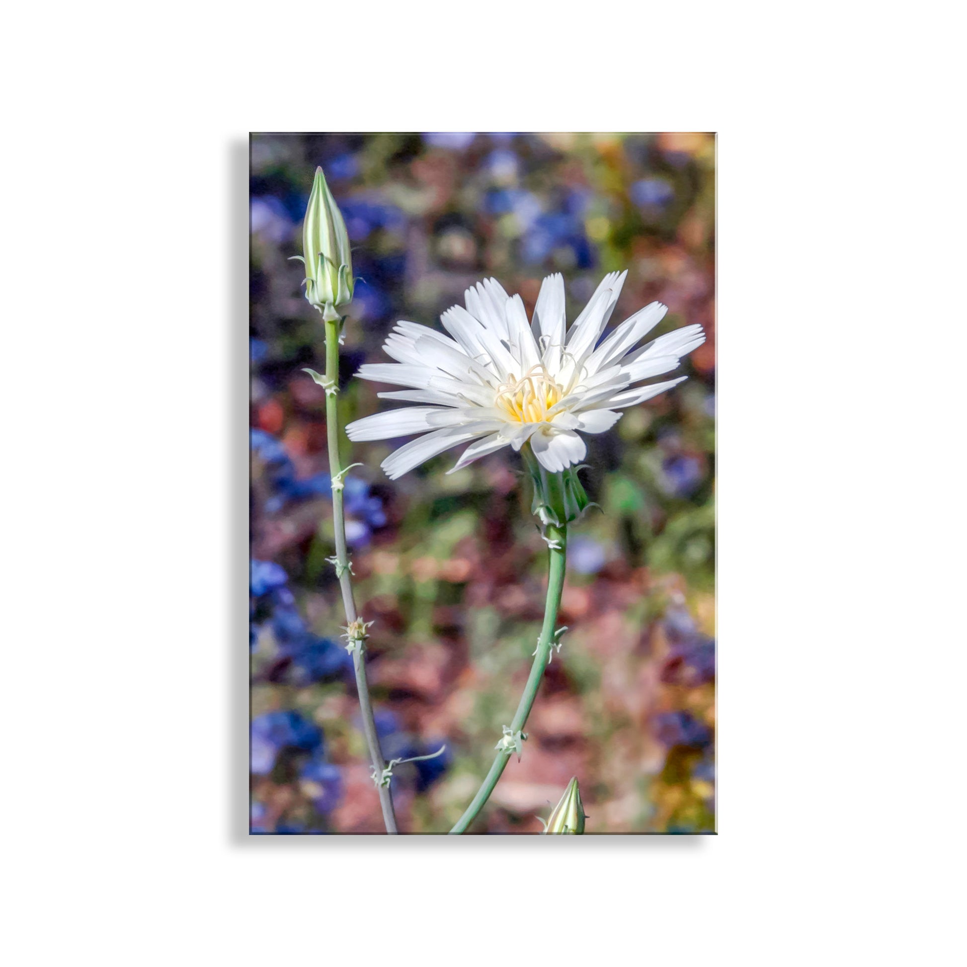 White flower with a blurred natural background. Arizona Canyon Wildflower Art as Floral Botanical Wall Decor