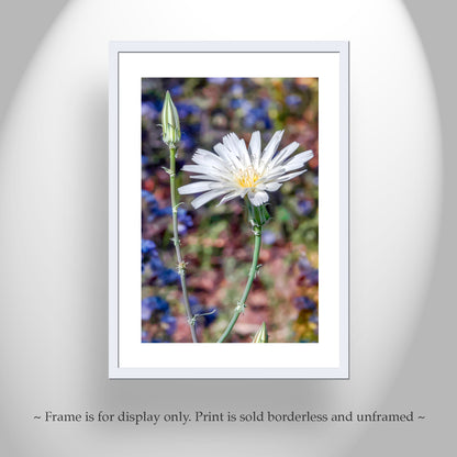 Arizona Canyon Wildflower Art as Floral Botanical Wall Decor
