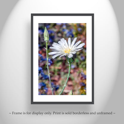 Arizona Canyon Wildflower Art as Floral Botanical Wall Decor