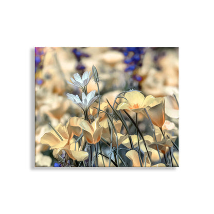 Abstract floral painting with soft colors on a white background. Golden Desert Poppies at Tucson Arizona Picacho Peak