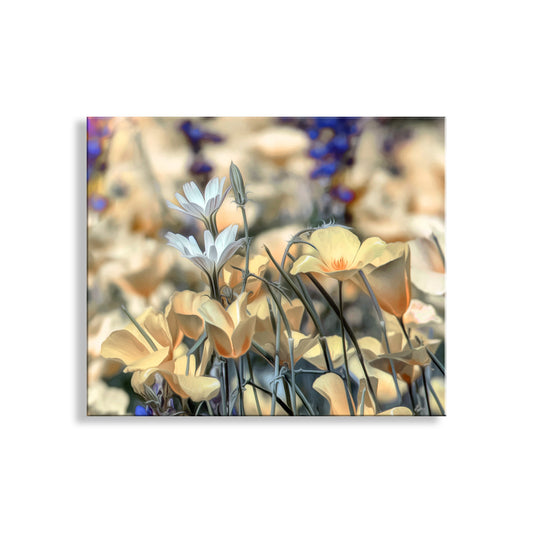 Abstract floral painting with soft colors on a white background. Golden Desert Poppies at Tucson Arizona Picacho Peak