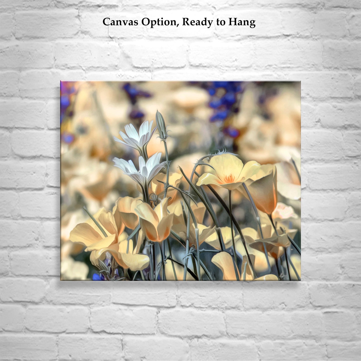 Golden Desert Poppies at Tucson Arizona Picacho Peak