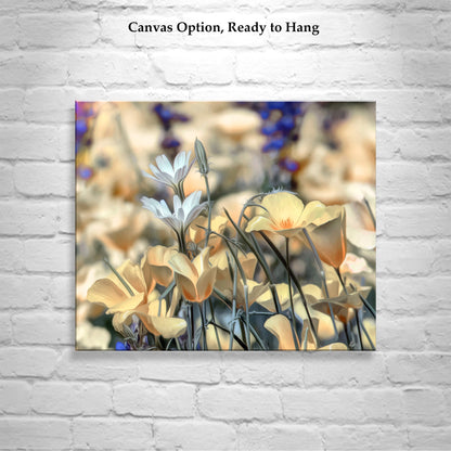 Golden Desert Poppies at Tucson Arizona Picacho Peak