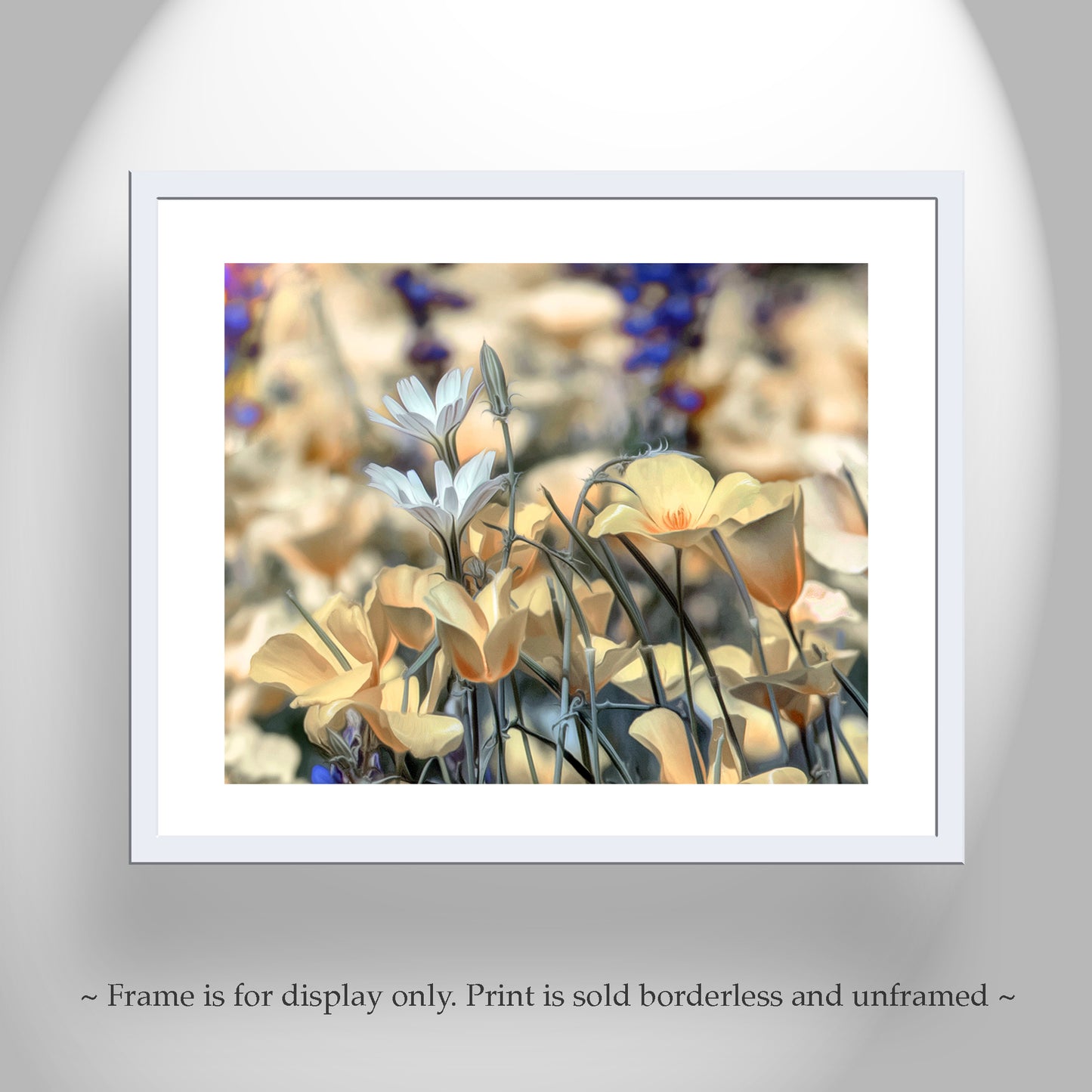 Golden Desert Poppies at Tucson Arizona Picacho Peak