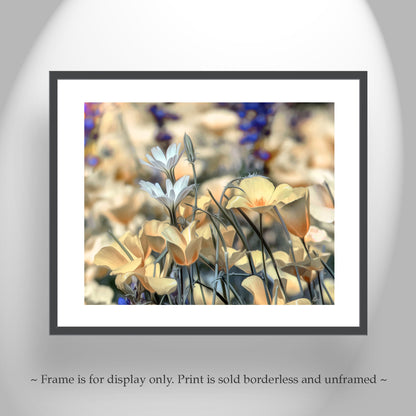 Golden Desert Poppies at Tucson Arizona Picacho Peak