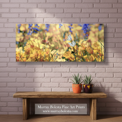 Panoramic view of a field with yellow flowers and blurred background. Desert Wildflower Art Print at Picacho Peak Tucson Arizona in Panorama by Murray Bolesta
