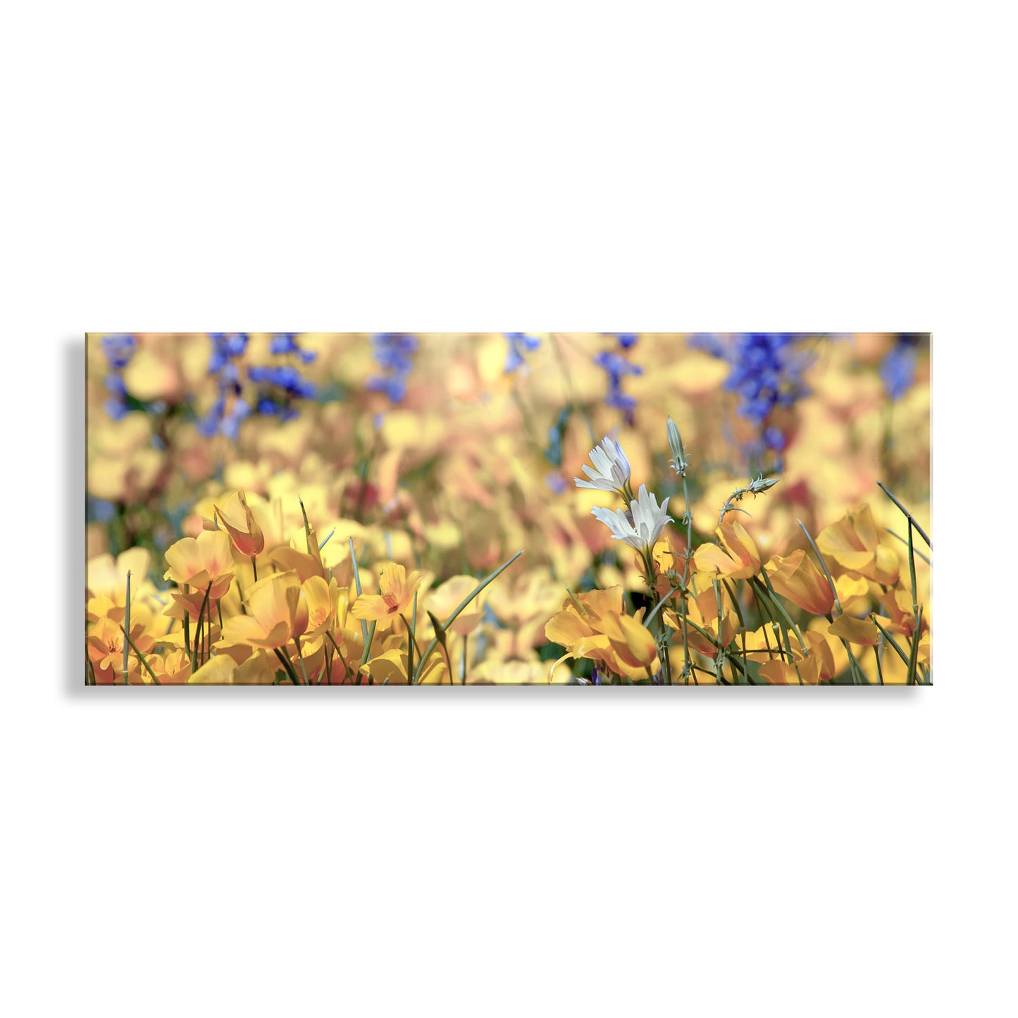 Panoramic view of a field with yellow flowers and blurred background. Desert Wildflower Art Print at Picacho Peak Tucson Arizona in Panorama