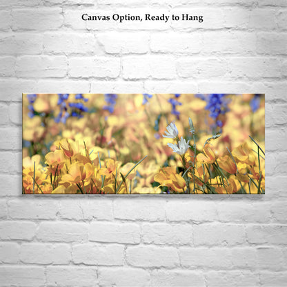 Desert Wildflower Art Print at Picacho Peak Tucson Arizona in Panorama