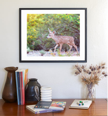 Desert Wildlife Art Photography with Wild Deer at Tucson Arizona
