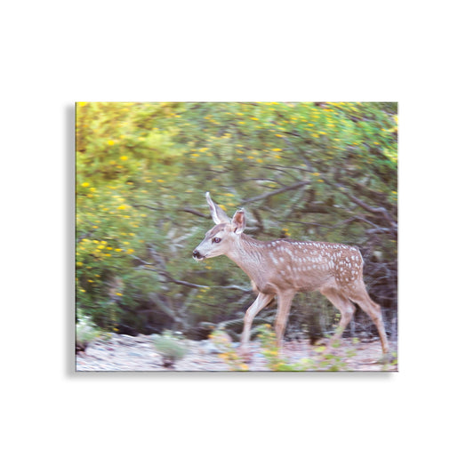 Desert Wildlife Art Photography with Wild Deer at Tucson Arizona