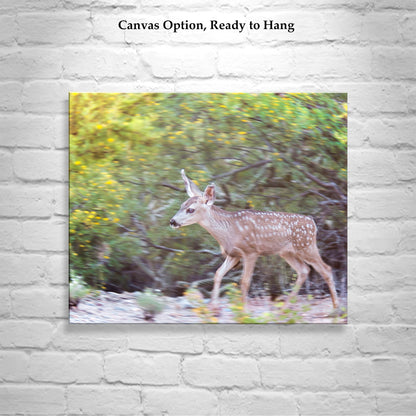 Desert Wildlife Art Photography with Wild Deer at Tucson Arizona