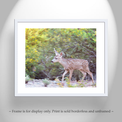 Desert Wildlife Art Photography with Wild Deer at Tucson Arizona