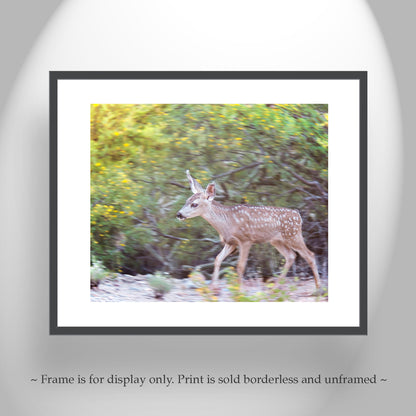 Desert Wildlife Art Photography with Wild Deer at Tucson Arizona