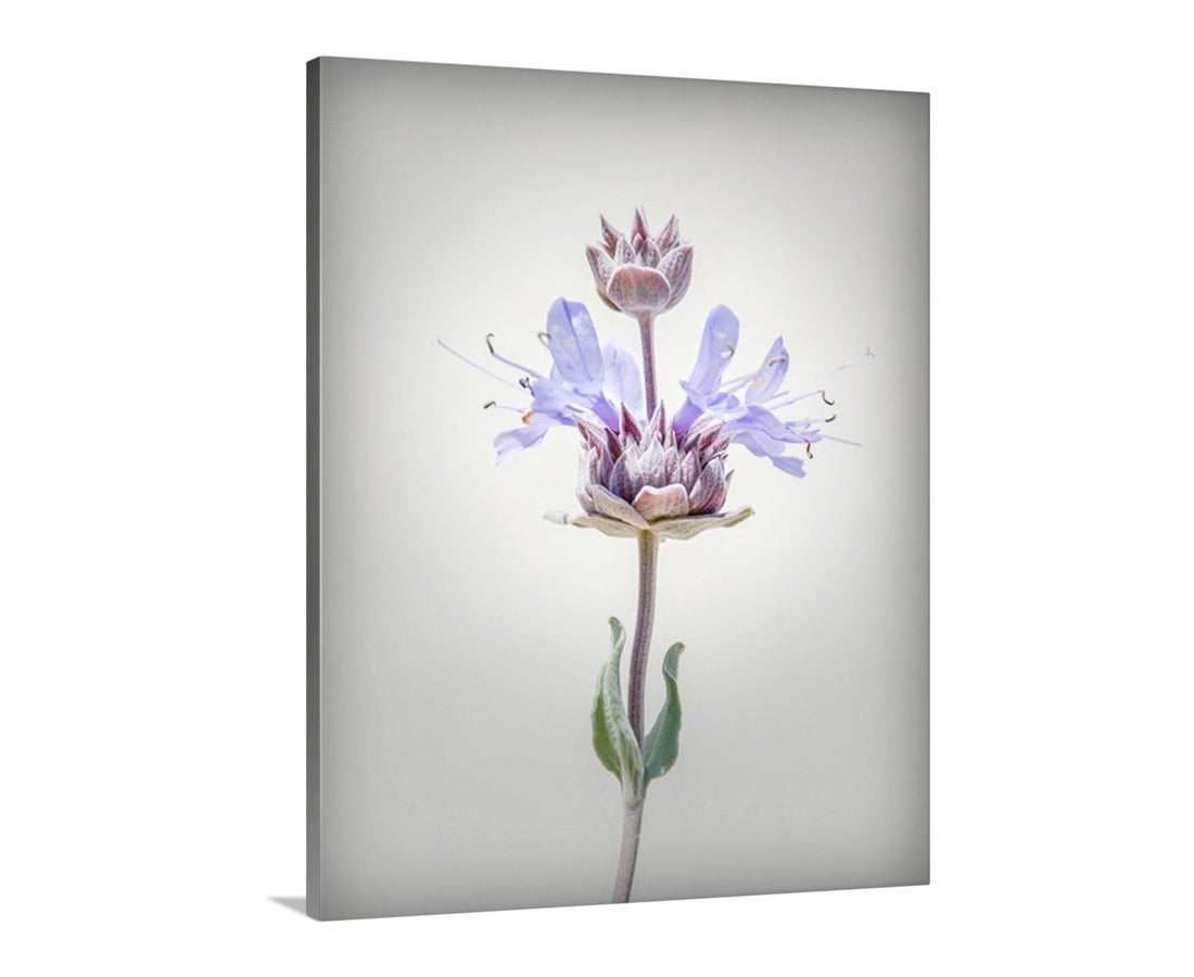 Canvas print of a purple flower with a white background. Desert Sage Flower Print Wall Art as Minimalist Botanical Decor