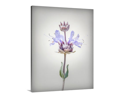 Canvas print of a purple flower with a white background. Desert Sage Flower Print Wall Art as Minimalist Botanical Decor