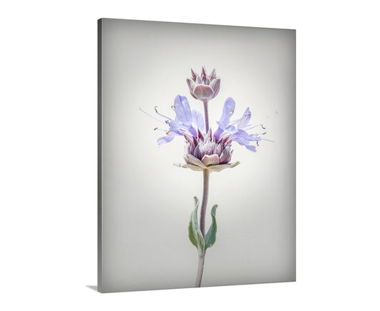 Canvas print of a purple flower with a white background. Desert Sage Flower Print Wall Art as Minimalist Botanical Decor