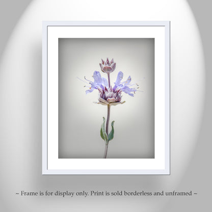 Desert Sage Flower Print Wall Art as Minimalist Botanical Decor