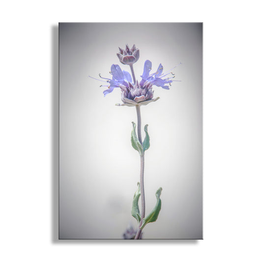 Canvas print of a purple flower with a gray background. Minimalist Botanical Art Print with Elegant Desert Sage Flower