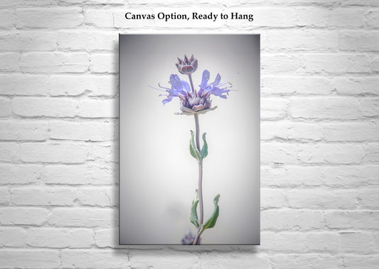 Minimalist Botanical Art Print with Elegant Desert Sage Flower