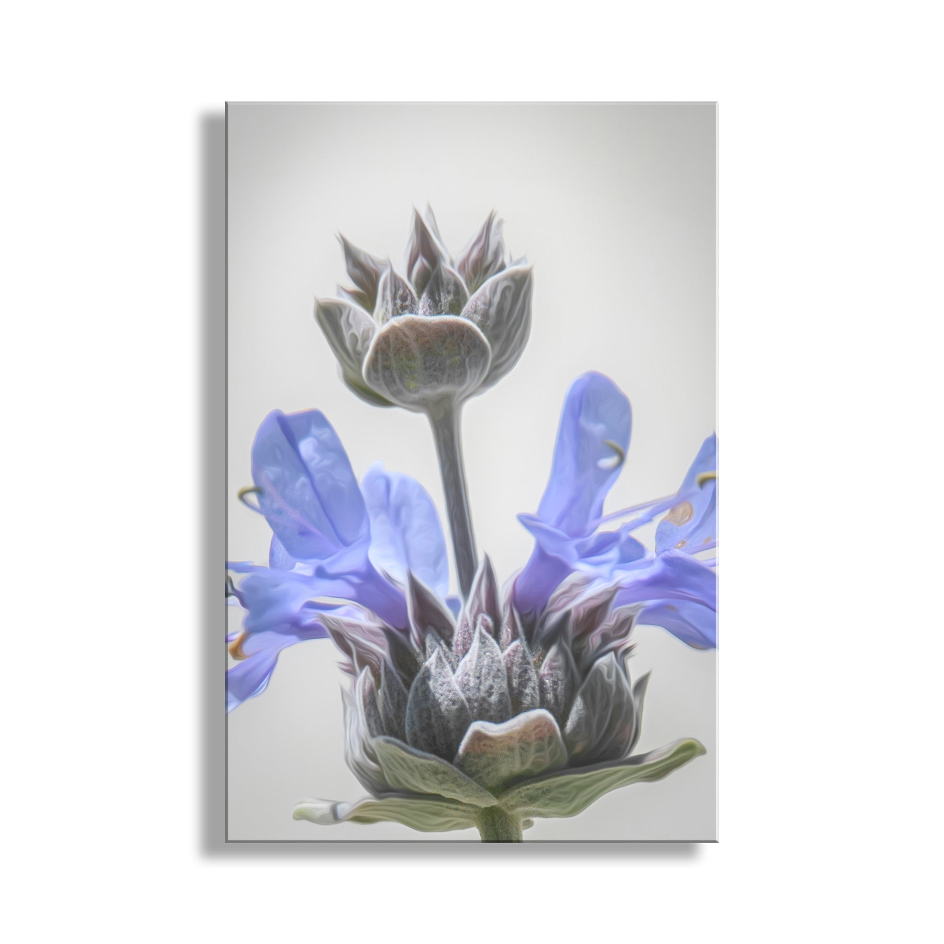 Canvas print of a botanical illustration with blue and green flowers on a light gray background. Desert Flower Wall Art with Southwestern Desert Sage by Murray Bolesta