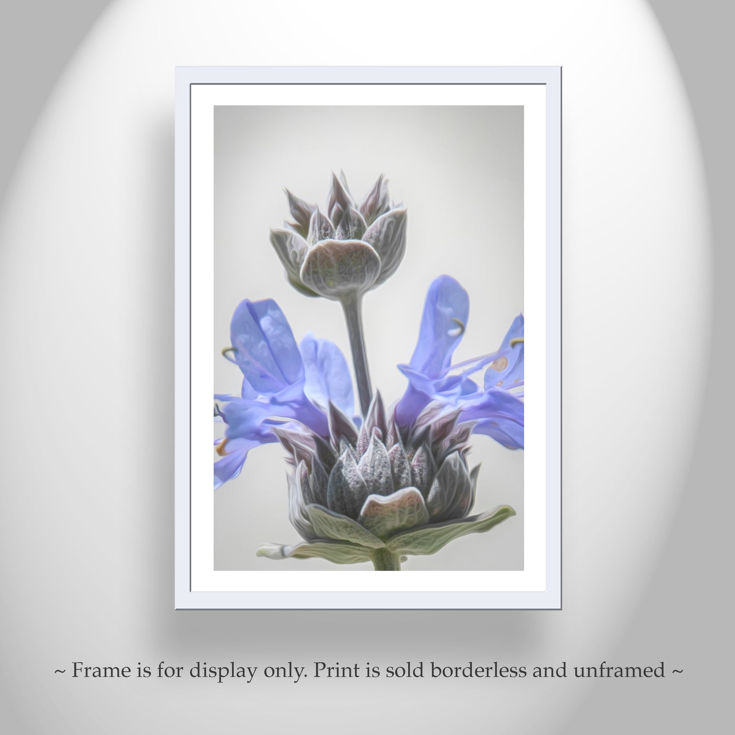 Desert Flower Wall Art with Southwestern Desert Sage by Murray Bolesta