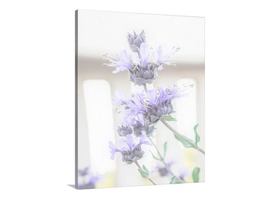 Canvas print of lavender flowers on a white background. Sage Wildflower Art Print as Pastel Flower Wall Decor