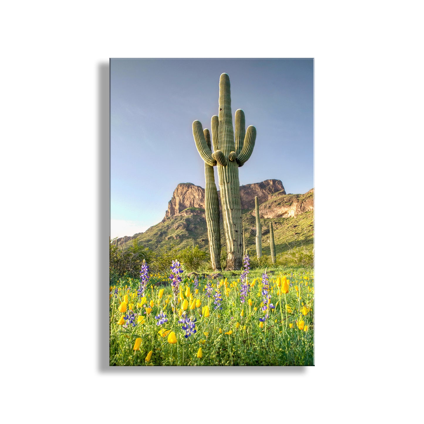 Cactus with mountains and flowers in the background. Arizona Wildflower Art with Desert Cactus Landscape at Picacho Peak Tucson