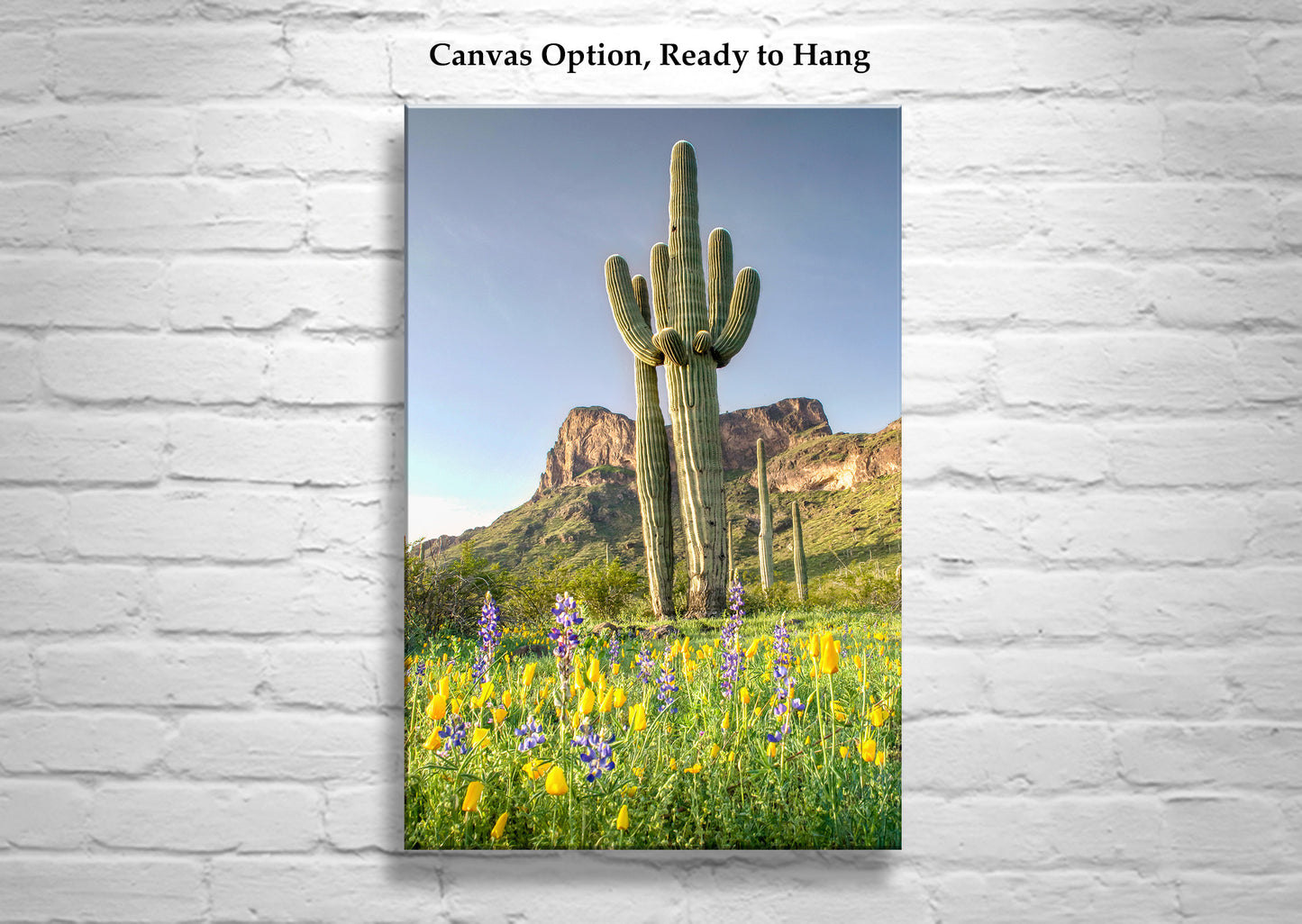Arizona Wildflower Art with Desert Cactus at Picacho Peak Tucson