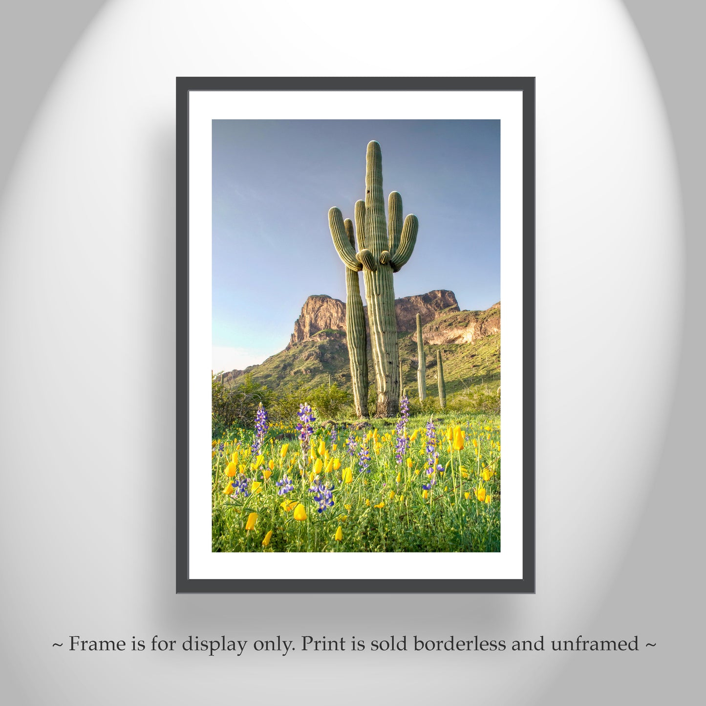 Arizona Wildflower Art with Desert Cactus at Picacho Peak Tucson