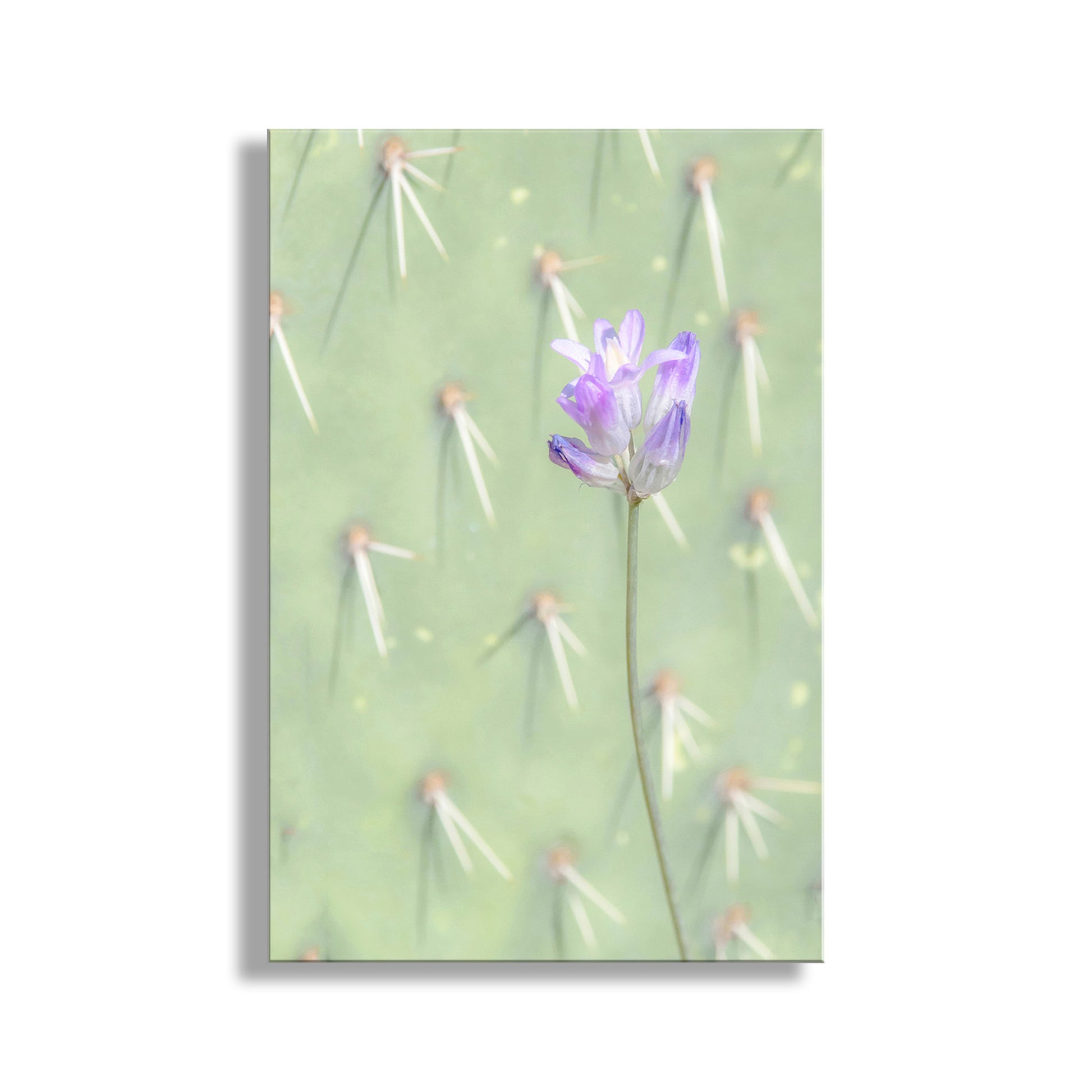 Pale Green Prickly Pear Cactus Art Print with Purple and Pink Desert Flower as Modern Southwestern Wall Decor