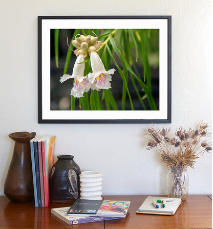 Desert Willow Flower Photograph at Arizona Wilderness Canyon