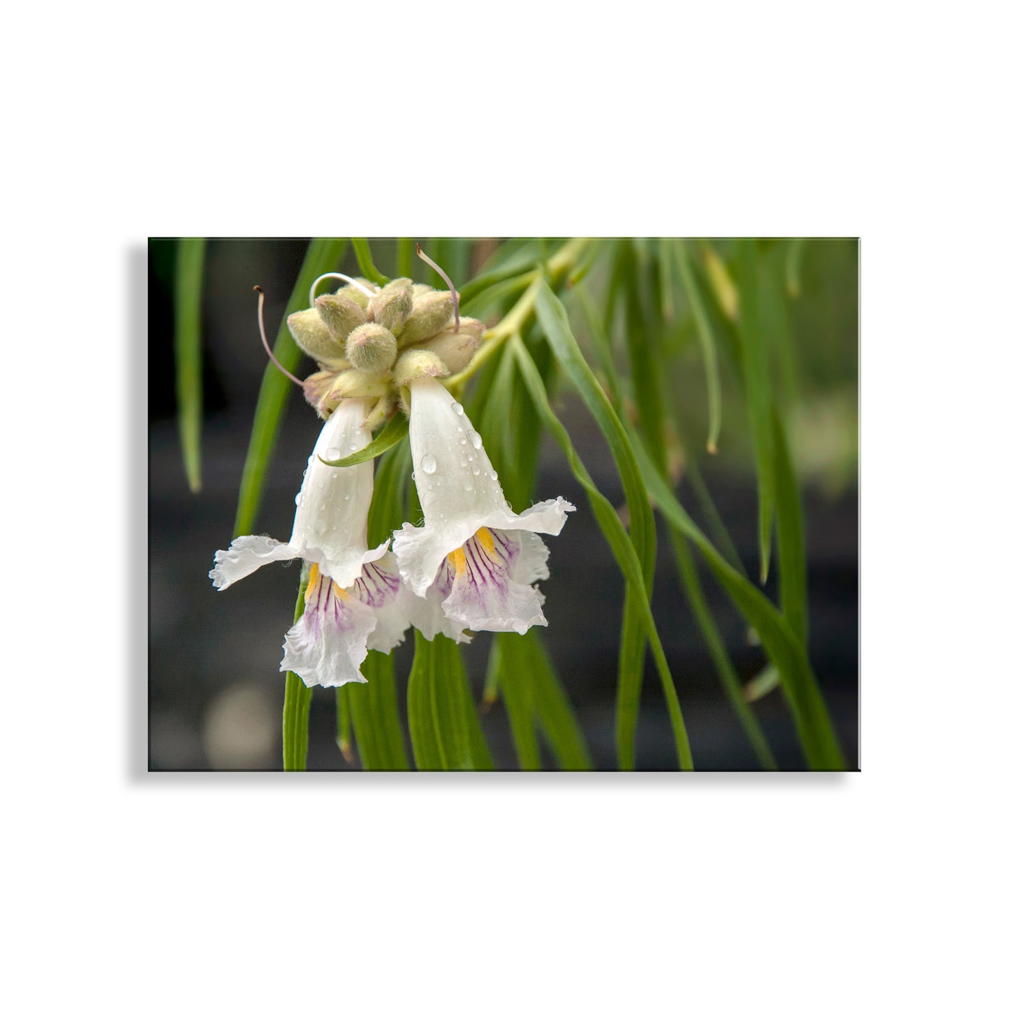 Desert Willow Flower Photograph at Arizona Wilderness Canyon