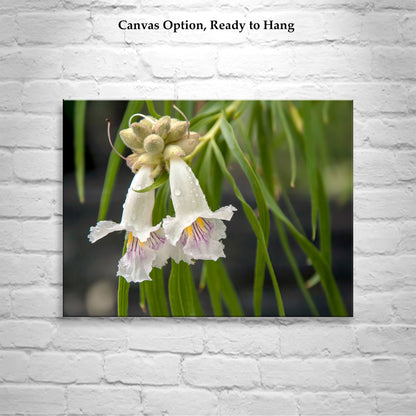 Desert Willow Flower Photograph at Arizona Wilderness Canyon