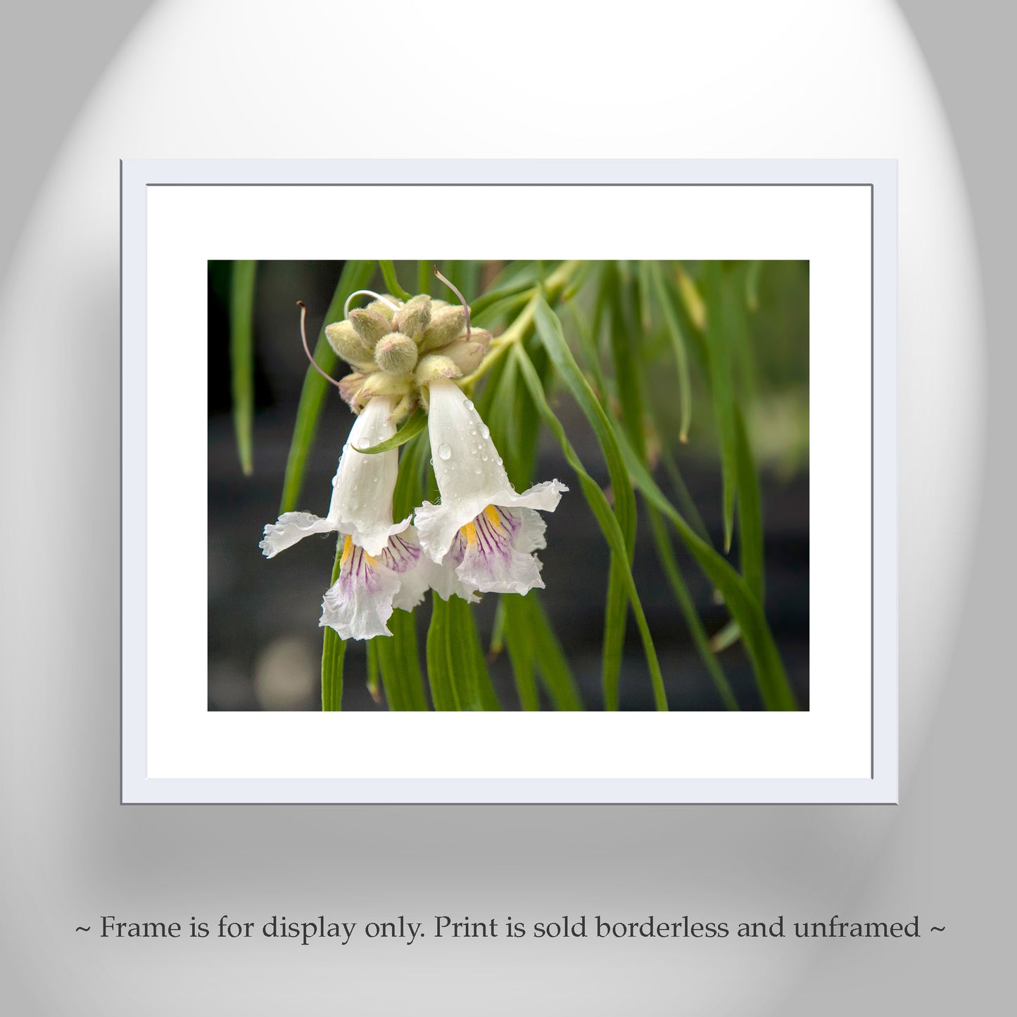 Desert Willow Flower Photograph at Arizona Wilderness Canyon