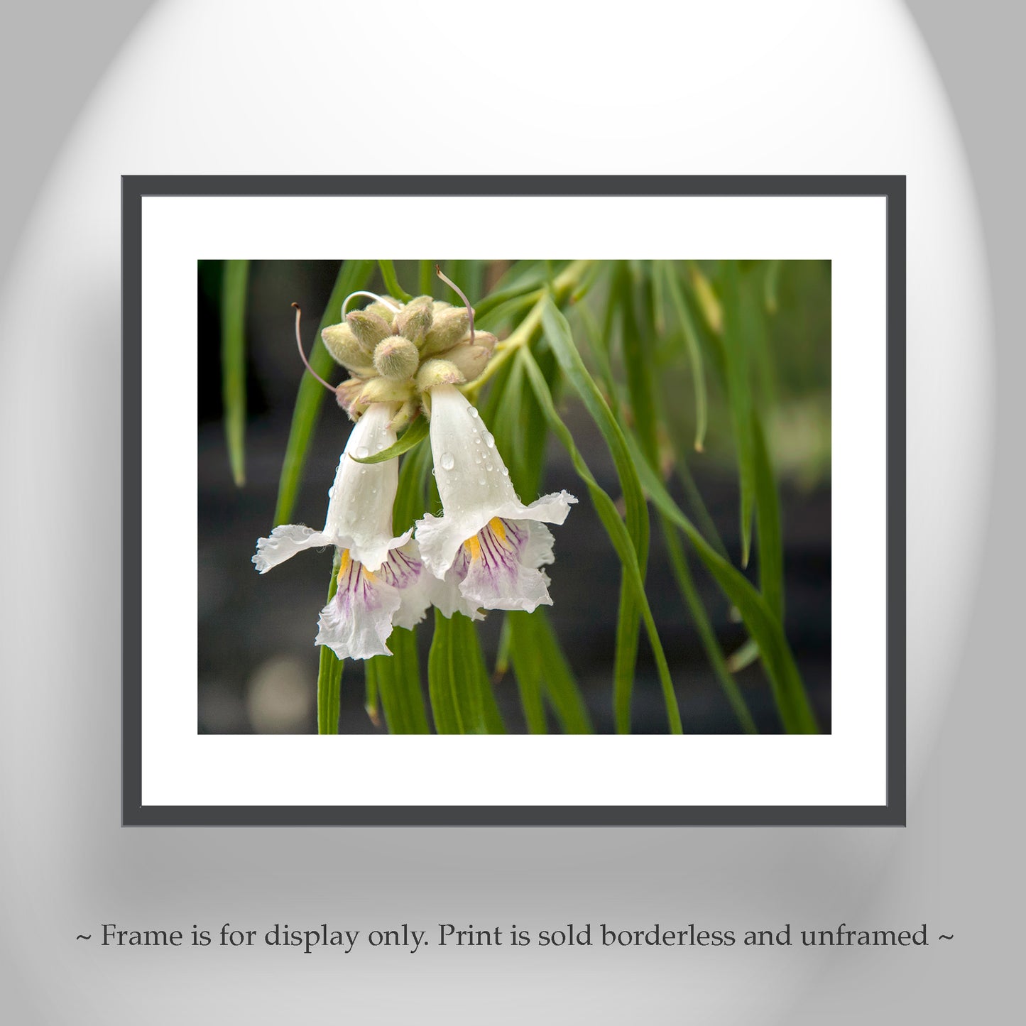 Desert Willow Flower Photograph at Arizona Wilderness Canyon