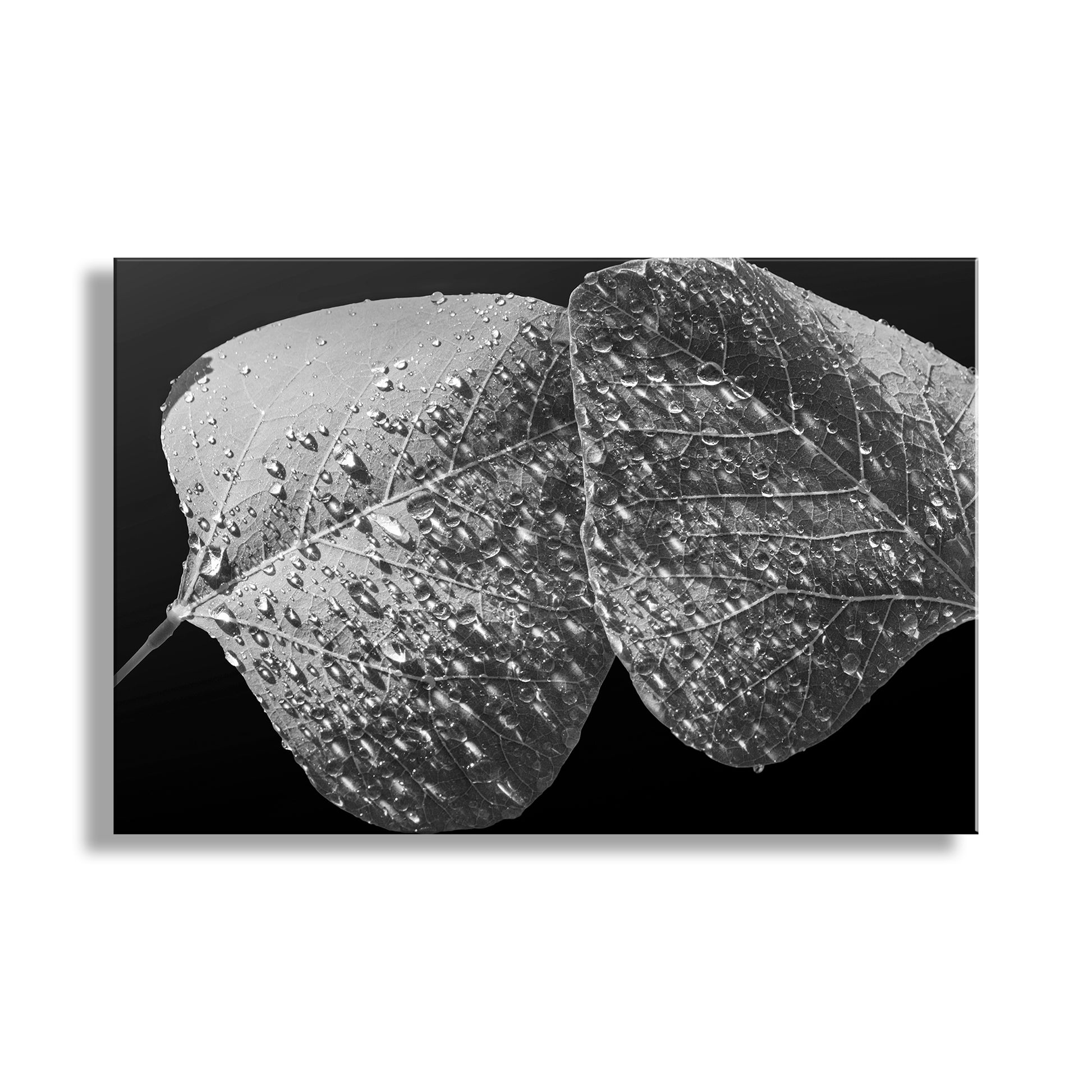 Two leaves with water droplets on a black background. Nature Lover Black & White Abstract Art Print with Dew Drops on Leaf | BaboquivariNature Lover Black & White Abstract Art Print with Dew Drops on Leaf | Baboquivari