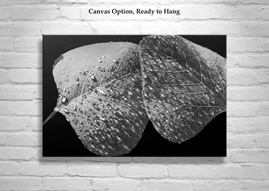 Nature Lover Black & White Abstract Art Print with Dew Drops on Leaf | Baboquivari