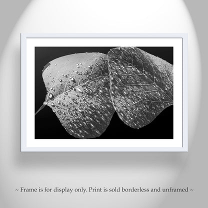 Nature Lover Black & White Abstract Art Print with Dew Drops on Leaf | Baboquivari