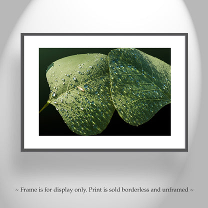Minimalist Nature Photography with Dew Drops on Leaf at Arizona Canyon