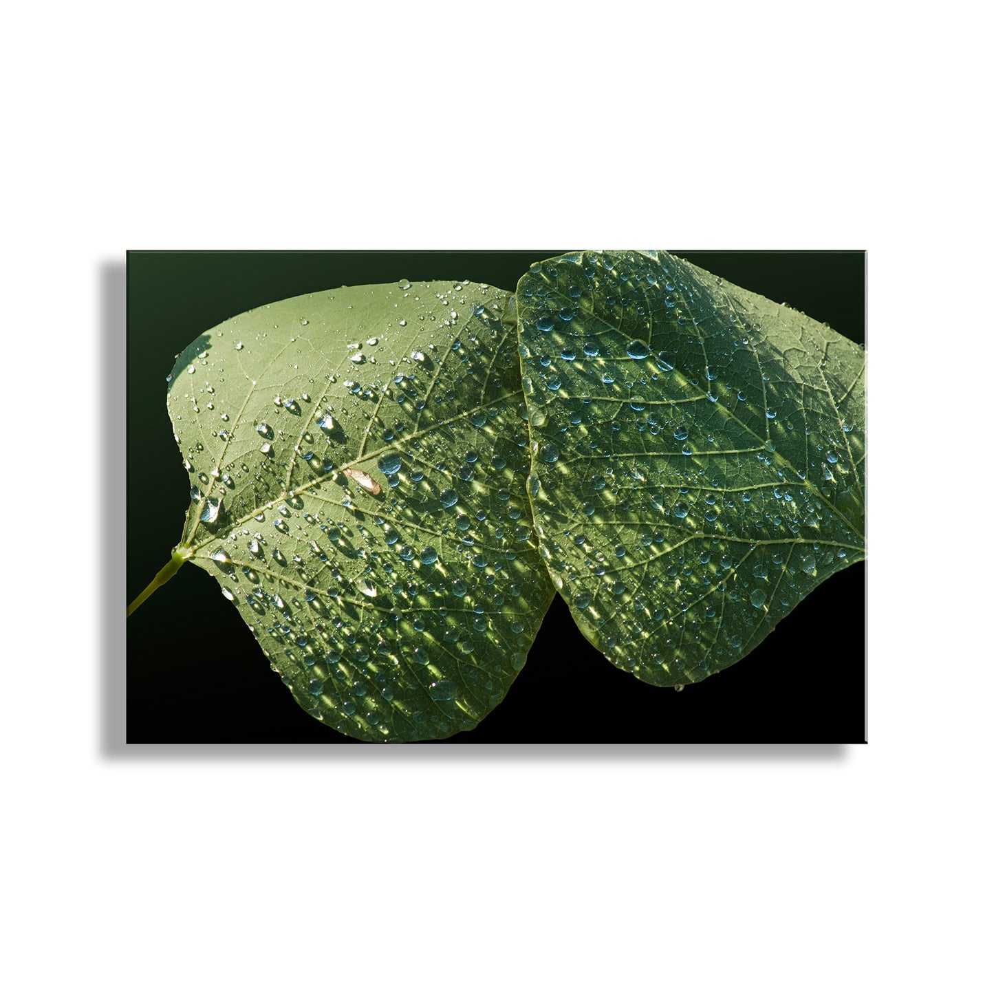 Minimalist Nature Photography with Dew Drops on Leaf at Arizona Canyon