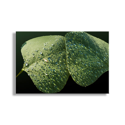 Minimalist Nature Photography with Dew Drops on Leaf at Arizona Canyon